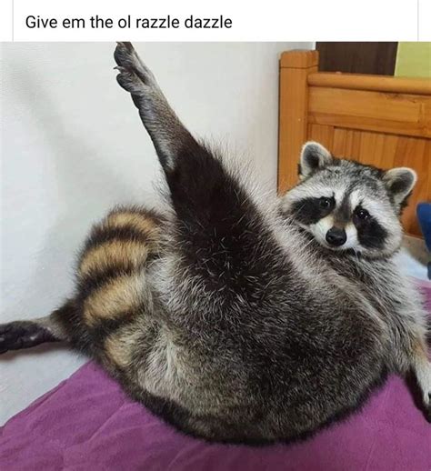 42 Raccoon Memes For Trash Panda Enthusiasts | Raccoon funny, Raccoon ...