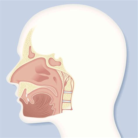 The Nasal Cavity: Anatomy, Function and Treatment