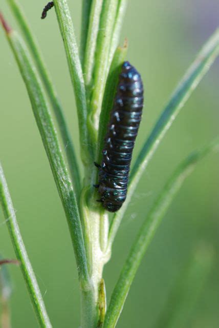 Bug of the Week: Leaf Beetle Larvae – Growing With Science Blog