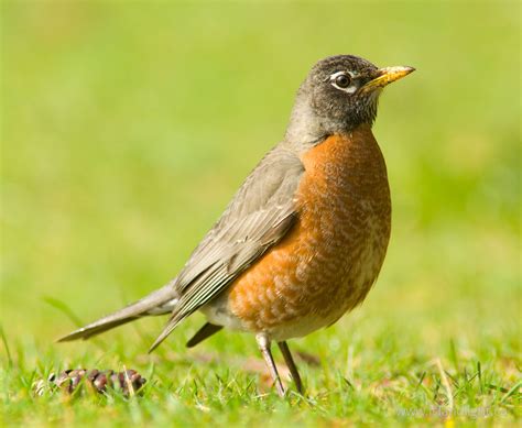 Female American Robin ~ Thrush photo from Cortes Island BC, Canada ...