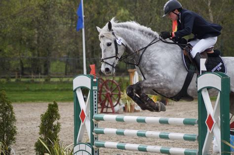 Grey Horse - Show jumping stock MHS 1.6 by MagicLecktra on DeviantArt