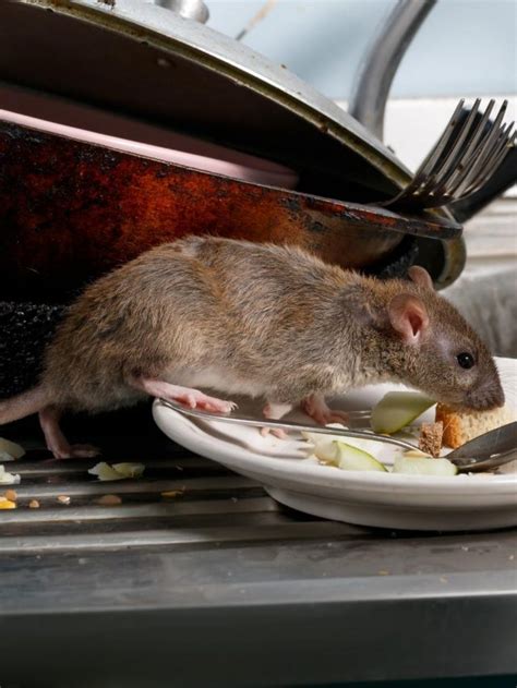 When You See Rat Poop, You Have a Serious Problem - Nomadic News