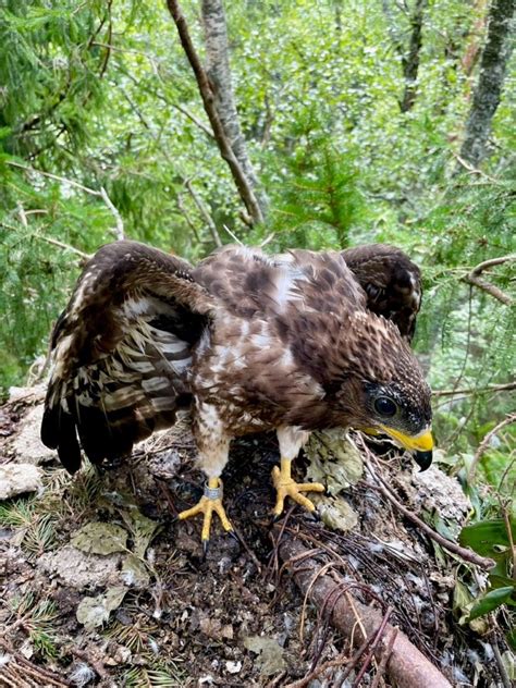 GPS-tracked Finnish Honey-buzzard killed in Malta after three-week ...