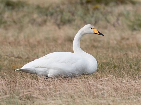 Whooper Swan - Profile | Traits | Facts | Range | Diet | Breeding ...