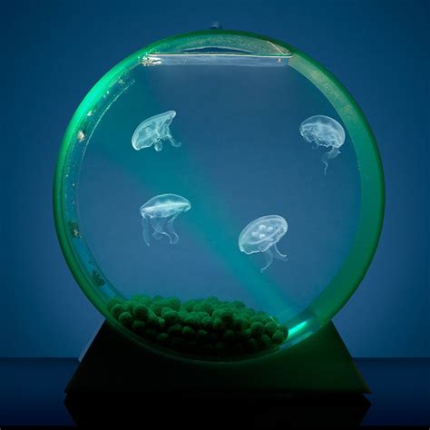 Pet Jellyfish | The eBestiary