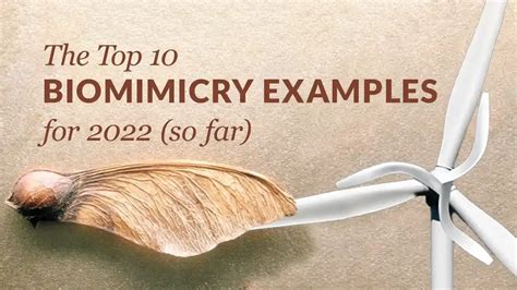 The Top 10 Best Biomimicry Examples of 2022 (so far) 🏆