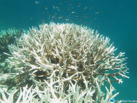 Great Barrier Reef Again Hit by Severe Coral Bleaching | Live Science