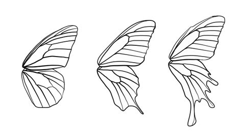 How to Draw Animals: Butterflies, Their Anatomy and Wing Patterns