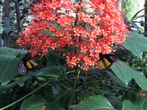 Pagoda Flower – Exhibits