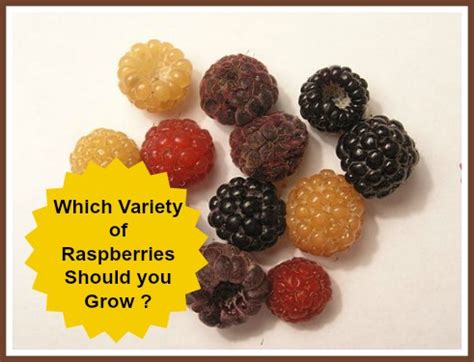 Raspberry Varieties-Different Types of Raspberries-Which are the Best ...