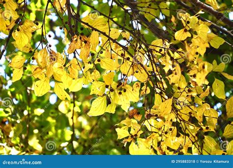 Chinese Hackberry Nettle Tree ( Celtis Sinensis ) Yellow Leaves and ...