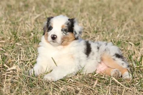 How To Stop an Australian Shepherd Puppy From Biting – Active Dog Breeds