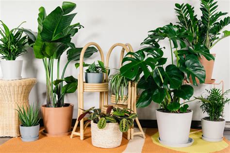 10 Beautiful & Unique Indoor House Plants That Are Super Easy to Take ...