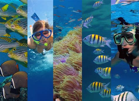 Snorkeling Pattaya Thailand | Snorkel Trip Program, Locations & More!