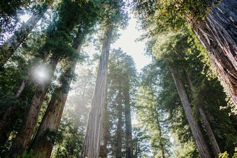 The Absolute Best Hiking Trails In Redwood National Park