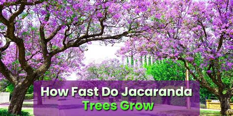 How Fast Is Jacaranda Tree Growth Rate Per Year? - EmbraceGardening