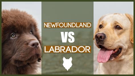 NEWFOUNDLAND VS LABRADOR - YouTube