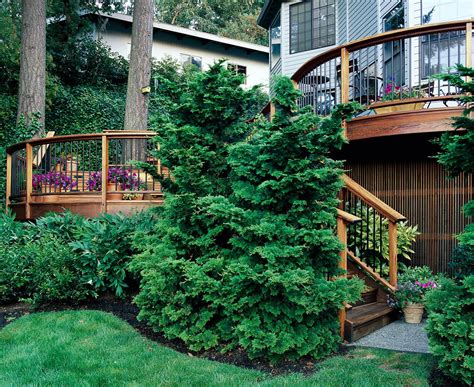 25 Best Evergreen Trees for Privacy and Year-Round Greenery