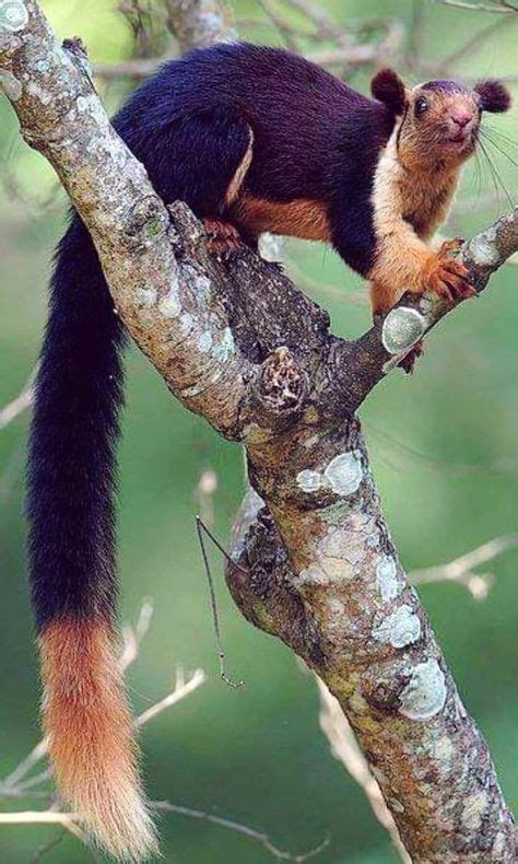 Pin by Miki Takahashi on Animal in 2020 | Giant squirrel, Baby animals ...