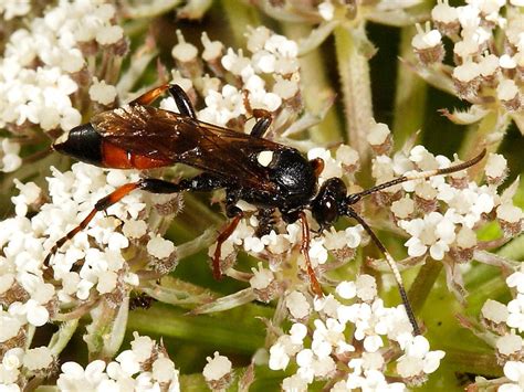 Ichneumon Wasp Uk