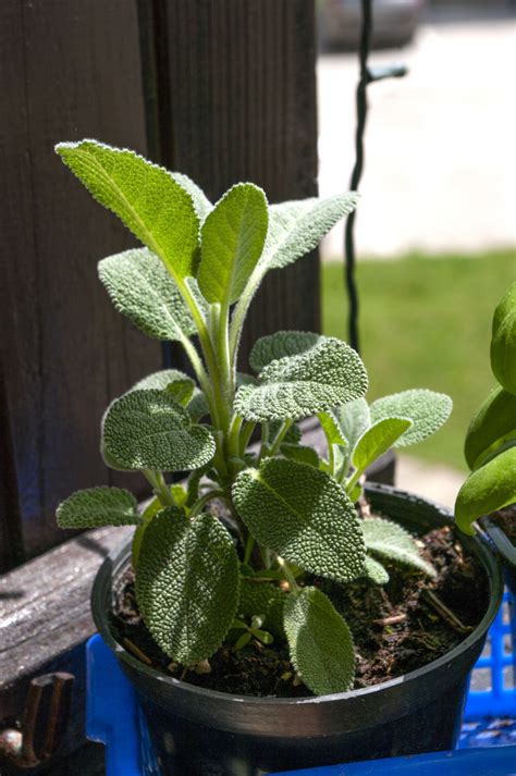 Growing Sage in Open Land, in Containers, or in Raised Beds - Food ...