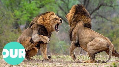 Three Adult Lions Fight Four Young Lions | Our World - YouTube