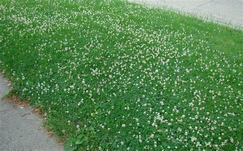 DD Gardening: Is Clover in a lawn a good thing? – Donegal Daily