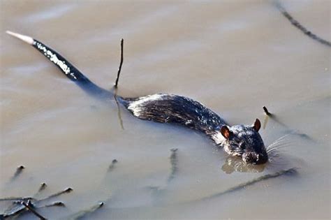 Water Rat | Australian wildlife, Aquatic insects, Wildlife reserve