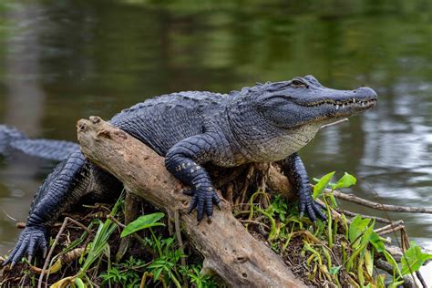 50 Facts About Alligators Less Scary Than We Imagine- Facts.net