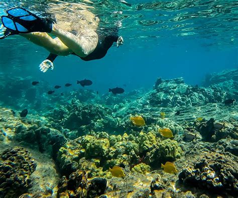 The Big Island Snorkeling: 4 Spots to Add to Your Hawaii Bucket List ...