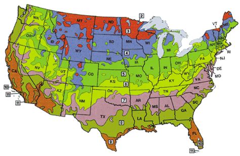 Zone 6 Tree Species