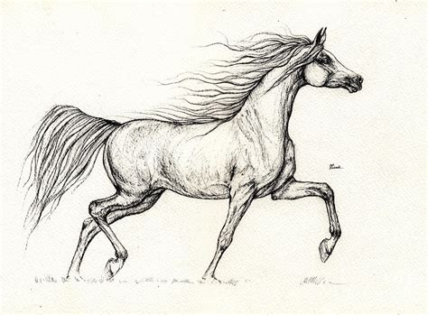 Arabian Horse Drawing 2013 09 13c Drawing by Angel Ciesniarska