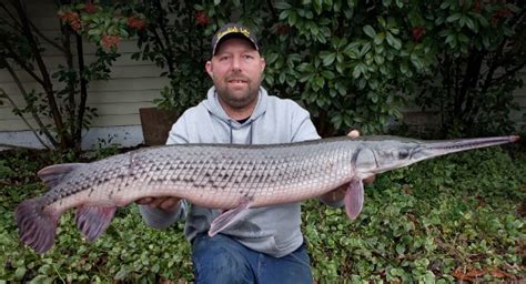 Eastern Shore Angler Catches Record Longnose Gar