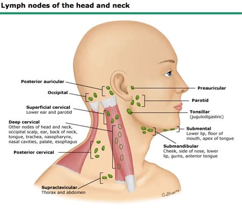 Occipital Lymph Node Location