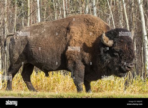 Plains Bison (bison bison) at the forest edge in Autumn, Elk Island ...