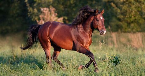 American Quarter Horse – The oldest American horse breed