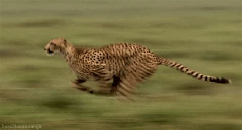 Cat Running GIFs - Find & Share on GIPHY