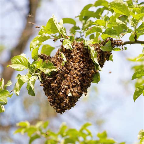 What You Should Know About a Bee Swarm – Just Bee Cosmetics