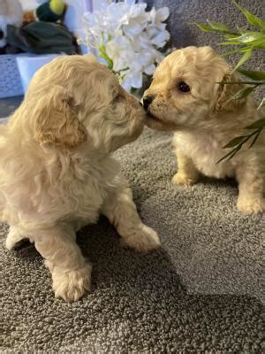 Beautiful Apricot Bolonoodle Puppies FOR SALE | UKPets