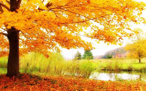 Download Beautiful Scenery Autumn Wallpaper | Wallpapers.com