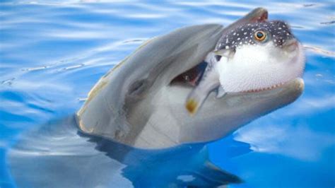 Do Dolphins Eat Pufferfish? Do Dolphins Use Pufferfish As Toys ...