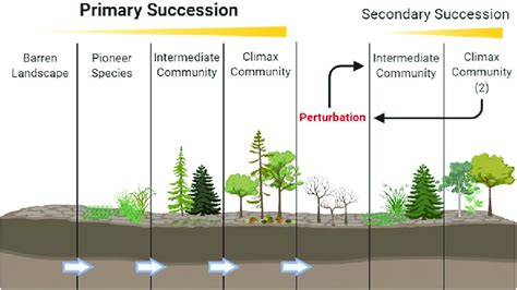 What Is the End Result of Ecological Succession - Rylee-has-Huerta