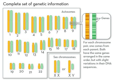 Diagram Of Chromosome With Gene