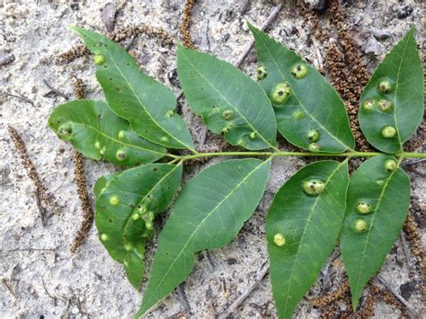 southern pecan leaf phylloxera