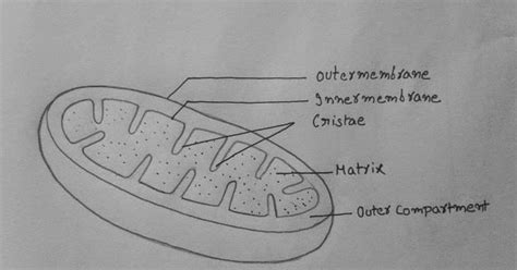 Mitochondria Diagram With Labels