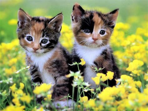 flowers and kittens by colourful-butterfly on DeviantArt