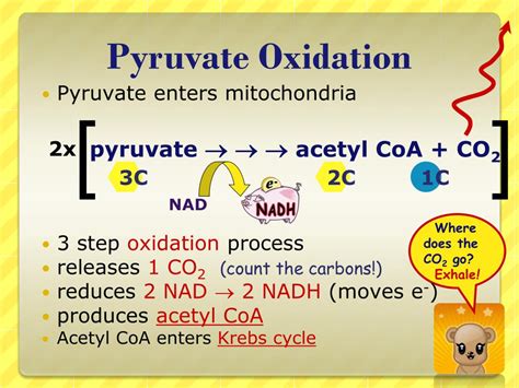 PPT - Pyruvate Oxidation & Krebs Cycle!! PowerPoint Presentation - ID ...