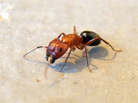 19 Black and Red Ants (Pictures and Identification Guide)