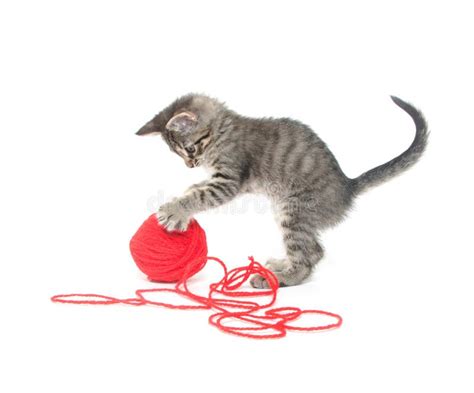 Cute Tabby Kitten Playing with Yarn Stock Image - Image of white, kitty ...