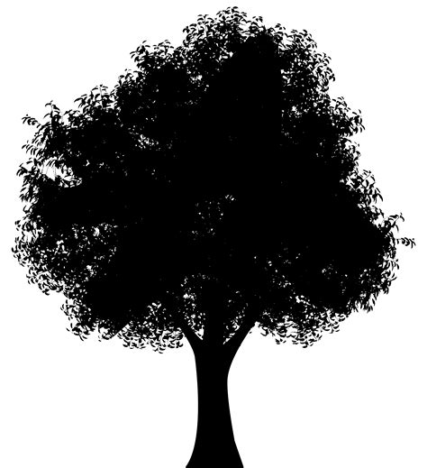 Tree Oak Silhouette Clip art - oak png download - 7301*8000 - Free ...